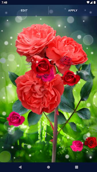 Red Rose Live Wallpaper Zrzut ekranu 0