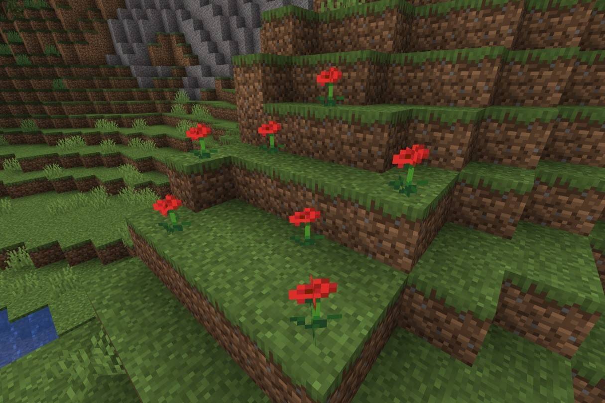 Amapola
