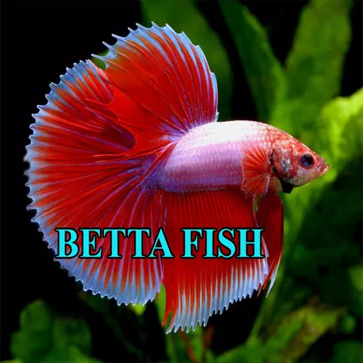 Betta Fish Gallery Screenshot 0