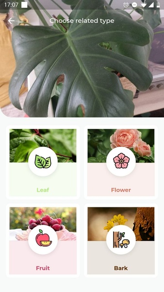 LeafSnap Plant Identification Скриншот 1