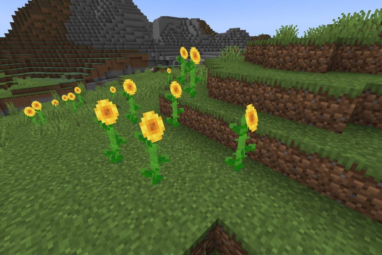 Girasol