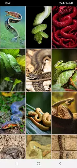 Snake Wallpapers स्क्रीनशॉट 1