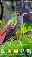 Hummingbirds Live Wallpaper Captura de pantalla 2