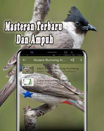 Suara Burung Kutilang Offline Capture d'écran 1