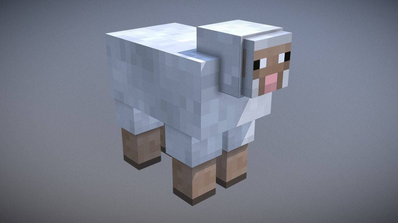 a sheep