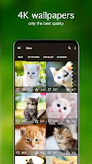 Kitten Wallpapers 4K स्क्रीनशॉट 1