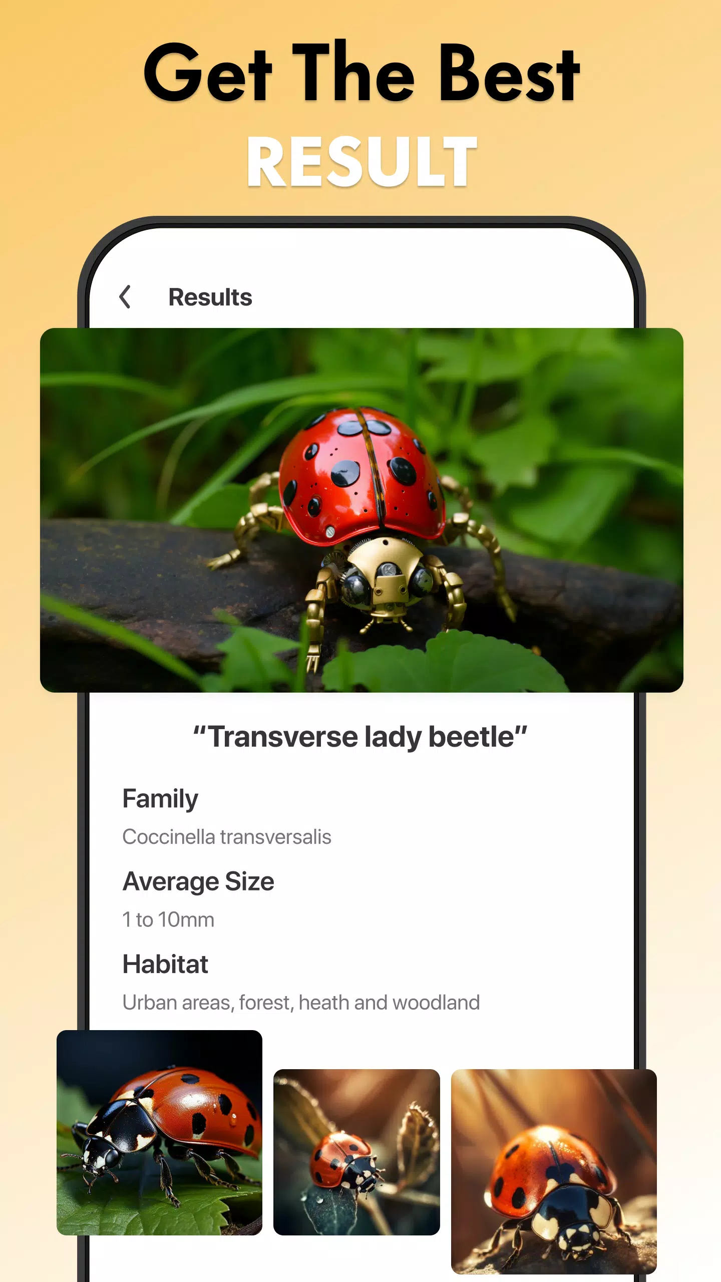 Insect Identifier Bug Identify Screenshot 2